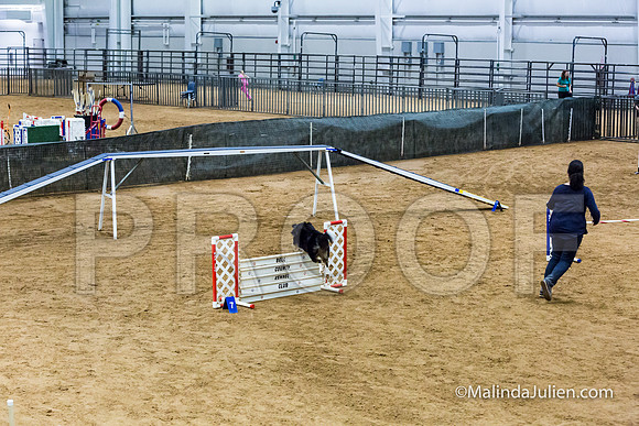 Agility STD Sun 20 Prem Border Collie Shiloh-JJJ_8857-HR3