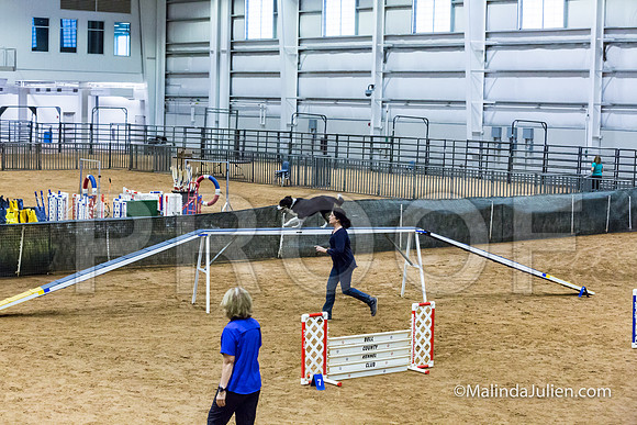 Agility STD Sun 20 Prem Border Collie Shiloh-JJJ_8863-HR3