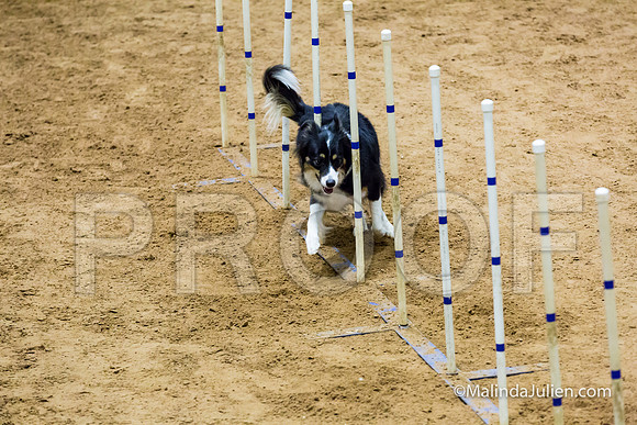 Agility STD Sun 20 Prem Border Collie Shiloh-JJJ_8871-HR3