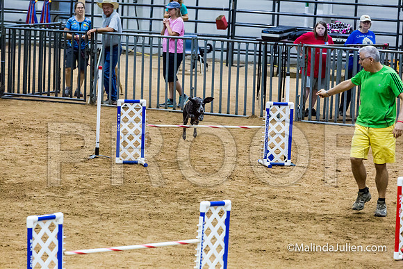 Agility STD Sun 20 Prem German Shorthaired Pointer Jenga-JJJ_8949-HR3