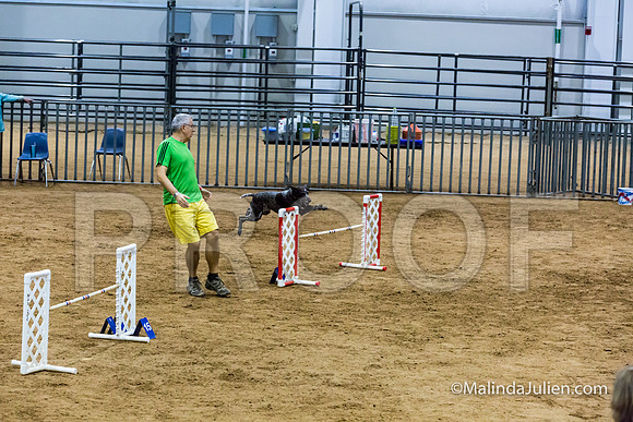 Agility STD Sun 20 Prem German Shorthaired Pointer Jenga-JJJ_8952-HR3