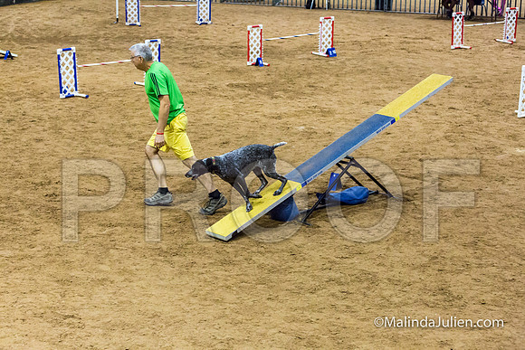 Agility STD Sun 20 Prem German Shorthaired Pointer Jenga-JJJ_8956-HR3