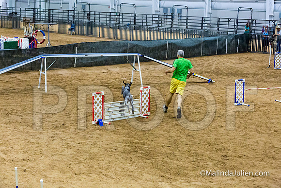 Agility STD Sun 20 Prem German Shorthaired Pointer Jenga-JJJ_8957-HR3