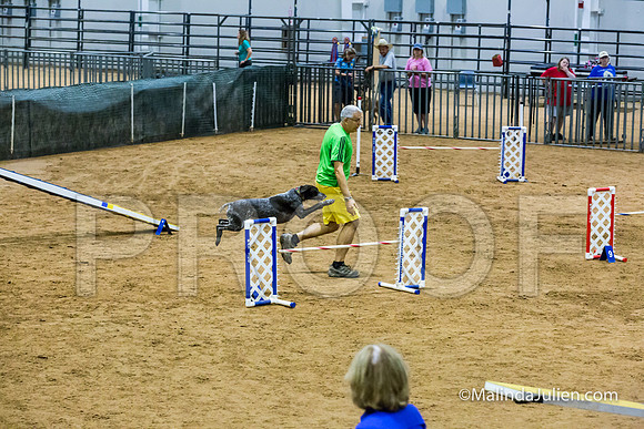 Agility STD Sun 20 Prem German Shorthaired Pointer Jenga-JJJ_8958-HR3