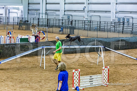 Agility STD Sun 20 Prem German Shorthaired Pointer Jenga-JJJ_8961-HR3
