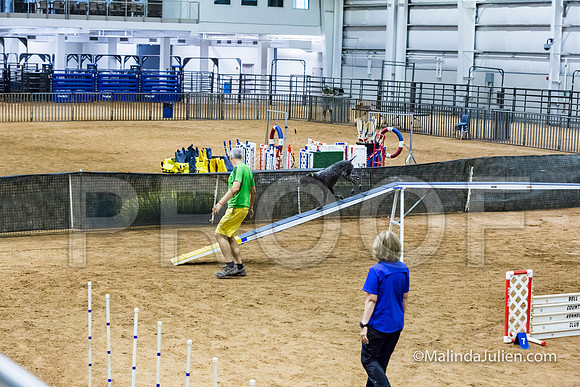 Agility STD Sun 20 Prem German Shorthaired Pointer Jenga-JJJ_8962-HR3