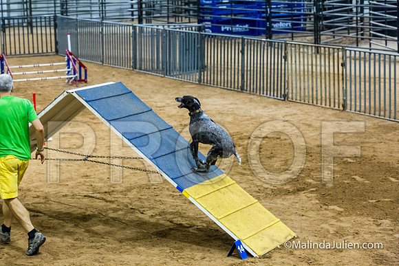 Agility STD Sun 20 Prem German Shorthaired Pointer Jenga-JJJ_8969-HR3