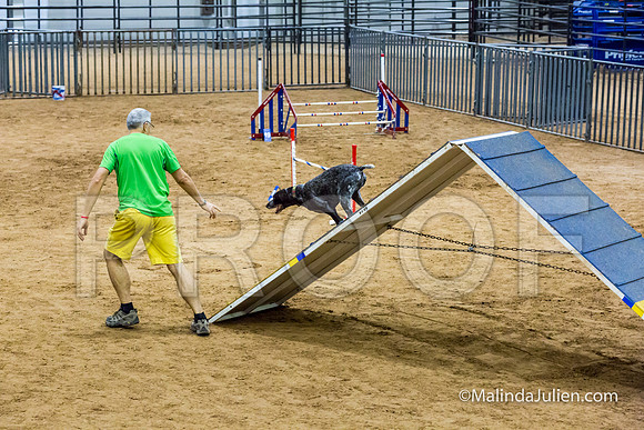 Agility STD Sun 20 Prem German Shorthaired Pointer Jenga-JJJ_8971-HR3