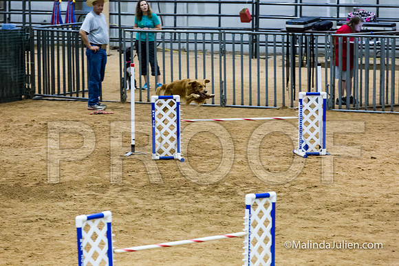 Agility STD Sun 20 Prem Golden Retriever Gryffindor 2-JJJ_8710-HR3