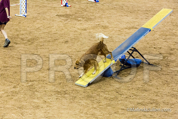 Agility STD Sun 20 Prem Golden Retriever Gryffindor 2-JJJ_8718-HR3