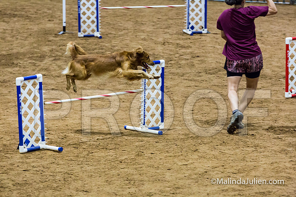 Agility STD Sun 20 Prem Golden Retriever Gryffindor 2-JJJ_8719-HR3