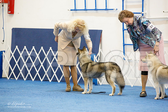 _M3_0997-AddisonHuskyMar2015-HR3