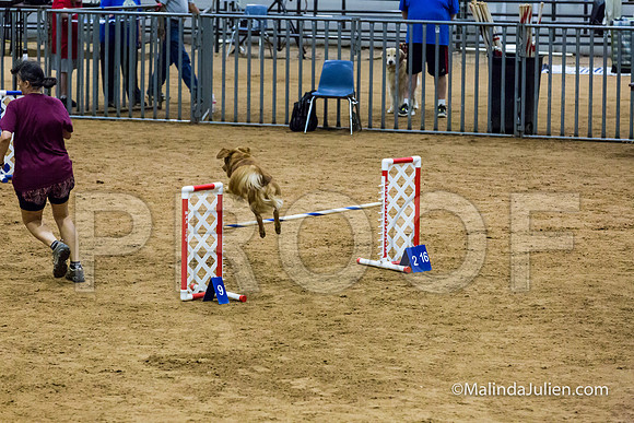 Agility STD Sun 20 Prem Golden Retriever Gryffindor 2-JJJ_8720-HR3