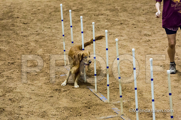 Agility STD Sun 20 Prem Golden Retriever Gryffindor 2-JJJ_8729-HR3