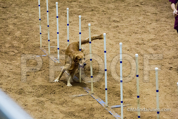 Agility STD Sun 20 Prem Golden Retriever Gryffindor 2-JJJ_8731-HR3