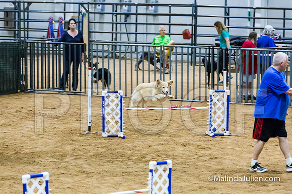 Agility STD Sun 20 Prem Golden Retriever Rolex-JJJ_8817-HR3