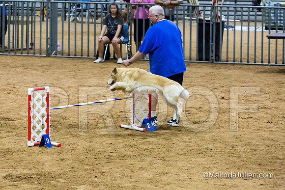 Agility STD Sun 20 Prem Golden Retriever Rolex-JJJ_8818-HR3