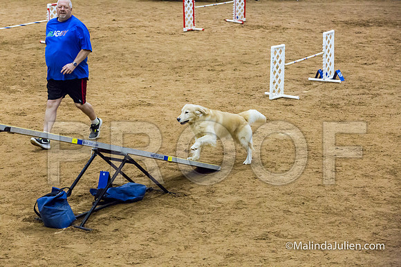Agility STD Sun 20 Prem Golden Retriever Rolex-JJJ_8822-HR3