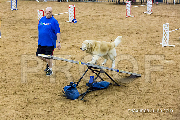 Agility STD Sun 20 Prem Golden Retriever Rolex-JJJ_8823-HR3