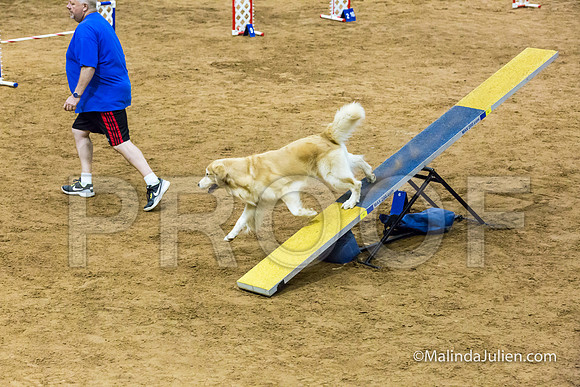 Agility STD Sun 20 Prem Golden Retriever Rolex-JJJ_8825-HR3