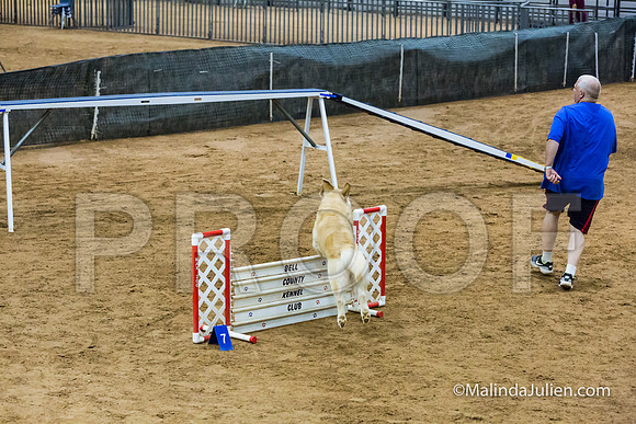 Agility STD Sun 20 Prem Golden Retriever Rolex-JJJ_8826-HR3