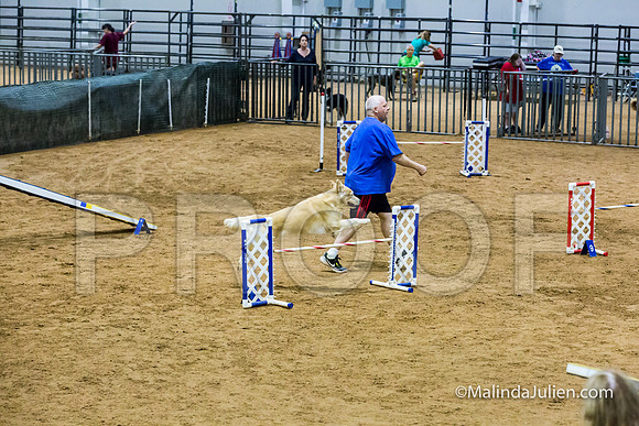 Agility STD Sun 20 Prem Golden Retriever Rolex-JJJ_8827-HR3