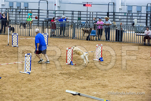 Agility STD Sun 20 Prem Golden Retriever Rolex-JJJ_8828-HR3
