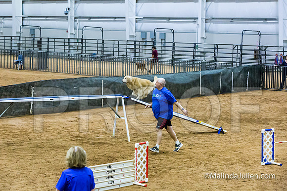 Agility STD Sun 20 Prem Golden Retriever Rolex-JJJ_8830-HR3