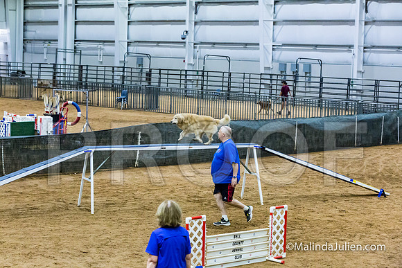Agility STD Sun 20 Prem Golden Retriever Rolex-JJJ_8831-HR3
