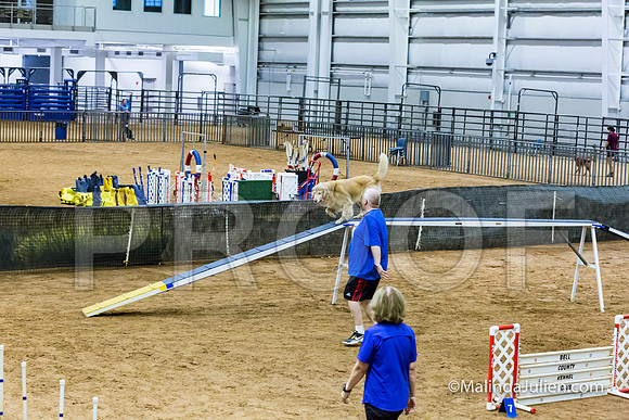 Agility STD Sun 20 Prem Golden Retriever Rolex-JJJ_8832-HR3
