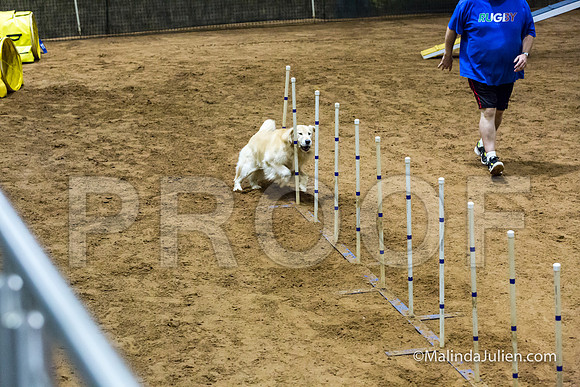 Agility STD Sun 20 Prem Golden Retriever Rolex-JJJ_8833-HR3