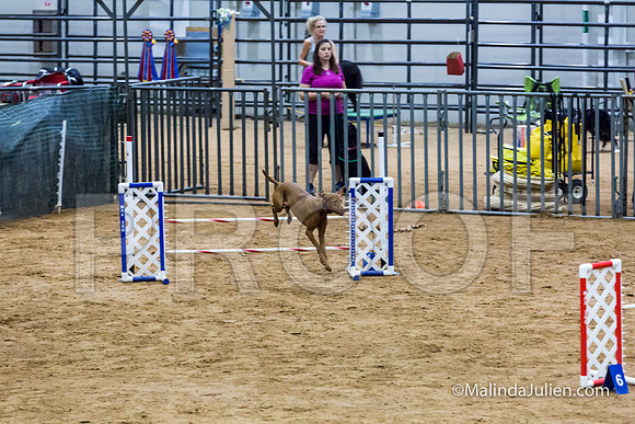 Agility STD Sun 20 Vizsla-JJJ_5467-HR3