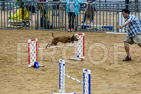 Agility STD Sun 20 Vizsla-JJJ_5469-HR3