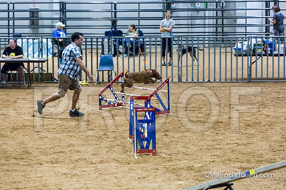Agility STD Sun 20 Vizsla-JJJ_5471-HR3