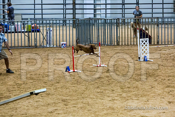 Agility STD Sun 20 Vizsla-JJJ_5473-HR3