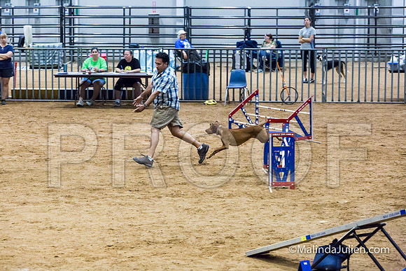 Agility STD Sun 20 Vizsla-JJJ_5474-HR3