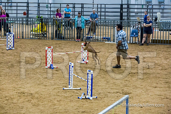 Agility STD Sun 20 Vizsla-JJJ_5475-HR3
