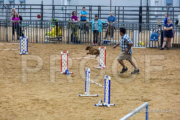 Agility STD Sun 20 Vizsla-JJJ_5476-HR3
