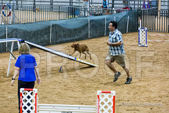 Agility STD Sun 20 Vizsla-JJJ_5477-HR3