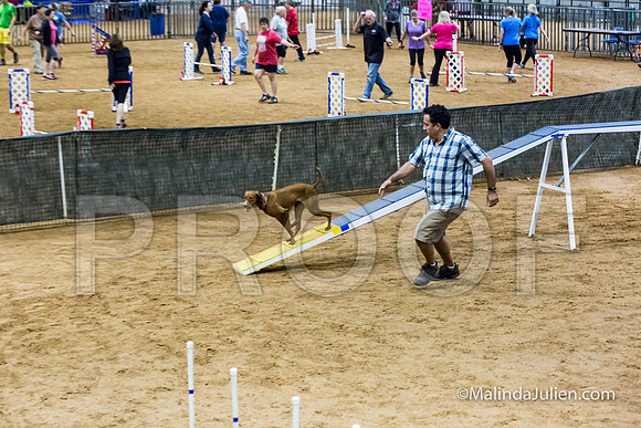 Agility STD Sun 20 Vizsla-JJJ_5480-HR3