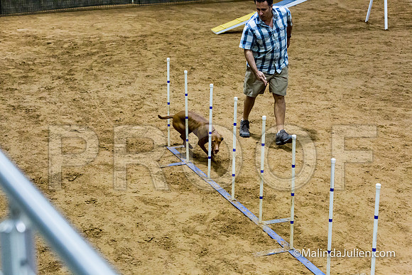 Agility STD Sun 20 Vizsla-JJJ_5481-HR3