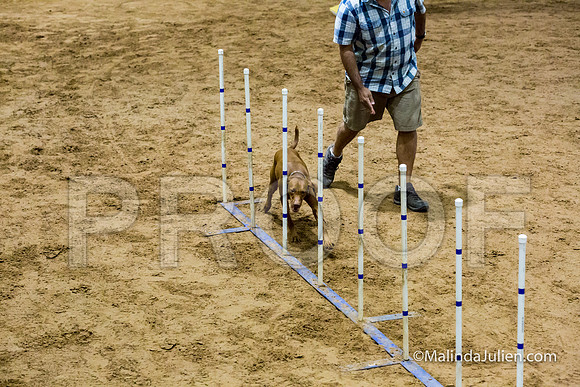 Agility STD Sun 20 Vizsla-JJJ_5485-HR3