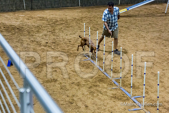 Agility STD Sun 20 Vizsla-JJJ_5487-HR3