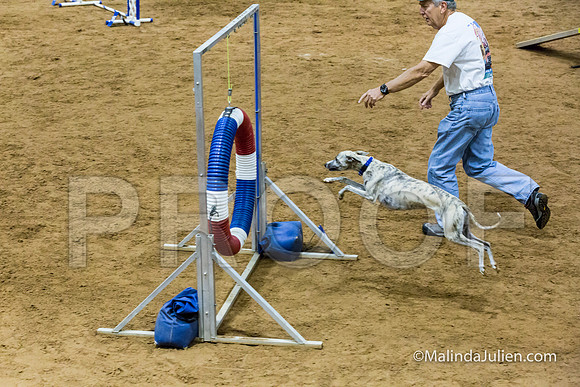 Agility STD Sun 20 Whippet 2-JJJ_8176-HR3