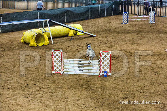 Agility STD Sun 20 Whippet 2-JJJ_8177-HR3