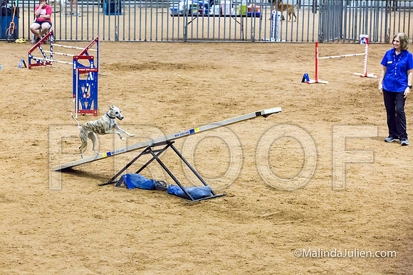 Agility STD Sun 20 Whippet 2-JJJ_8179-HR3