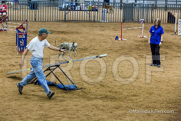 Agility STD Sun 20 Whippet 2-JJJ_8180-HR3