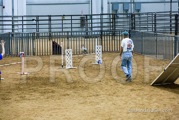 Agility STD Sun 20 Whippet 2-JJJ_8185-HR3