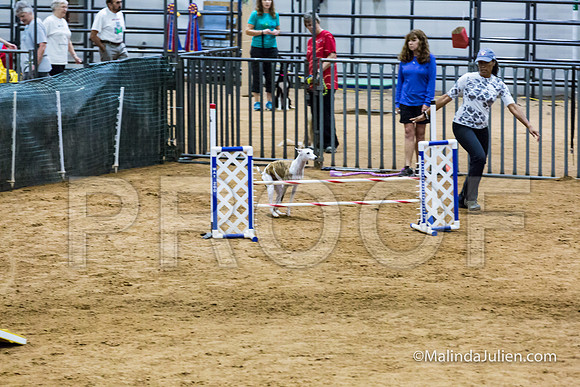Agility STD Sun 20 Whippet Piper-JJJ_7967-HR3