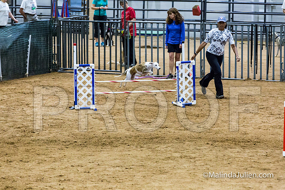 Agility STD Sun 20 Whippet Piper-JJJ_7968-HR3